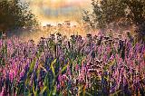 Backlit Fallow Field_20275